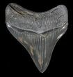 Serrated, Posterior Megalodon Tooth #41144-1